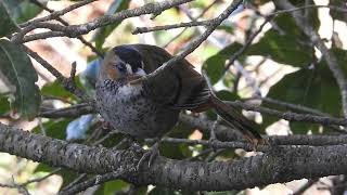 Rufous chinned Laughingthrush singing and then chilling [upl. by Imre]