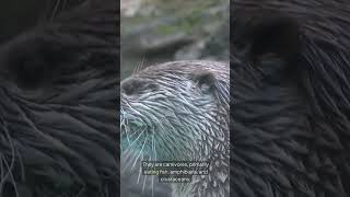 Otter otter suscribe wildlifediscovery [upl. by Mareld]