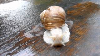 Eine Weinbergschnecke macht sich auf die Reise [upl. by Enedan]