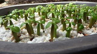 How to harvest Adenium seeds and grow them [upl. by Ztnahc]