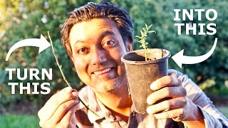 Easiest Way to Grow Blueberry Plants from Cuttings [upl. by Hammel]