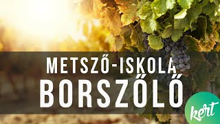 Hogyan kell metszeni a borszőlőt  kert TV metszőiskola [upl. by Dnana]