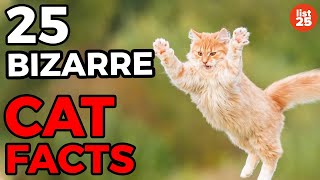 25 BIZARRE Cat Facts You Need To Know [upl. by Annalee]