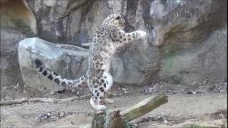 Snow leopards jumping and being awesome [upl. by Drofnats940]