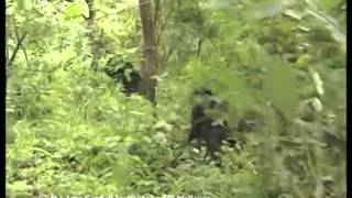 Chimpanzee dominance behavior [upl. by Lore]