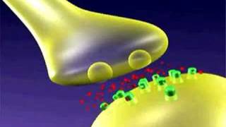 LTP Mechanisms [upl. by Annoel]