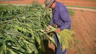 Gary Jones Working Broomcorn [upl. by Leonard486]