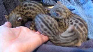 Baby Spotted Genets [upl. by Ioj559]