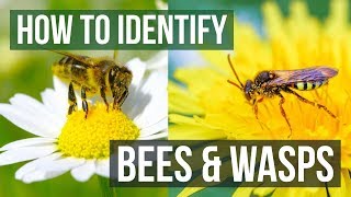 Bee or Wasp How to Identify Bees and Wasps [upl. by Oicapot]