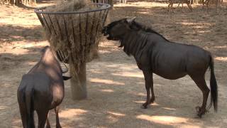 France Zoo de La Palmyre [upl. by Phillida456]