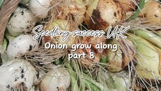 How to grow harvest and cure onions from seed grow alongpart 8 [upl. by Ydnes54]