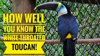 WhiteThroated Toucan  Description Characteristics and Facts [upl. by Orion952]