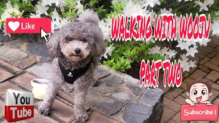 VIRAL BG MUSIC NO COPYRIGHTS WALKING WITH WOOJU PART 2 [upl. by Niki]