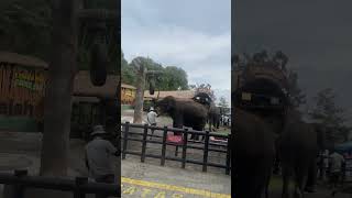 Disembur gajah di park zoo [upl. by Rosemaria228]