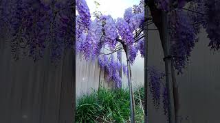 🌸 Witness the Beauty of Nature My Wisteria Tree in Full Bloom BloomingWisteria SpringBlossoms [upl. by Aihsak]