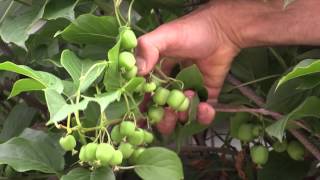 How to grow Hardy Kiwi [upl. by Dannica]