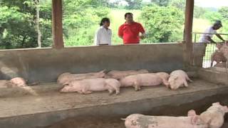 Babuyang Walang AmoyProfitable Innovative Growing SystemNatural Hog Raising in Tagaytay Part 2 [upl. by Gilliam]