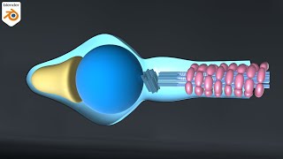 3D Structure of Sperm  Formation of Flagellum from centriole  Motility of sperm  Spermiation [upl. by Happy]