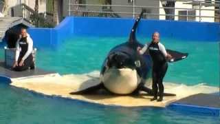 20121110  Miami Seaquarium Killer Whale Show Part 3 1080p [upl. by Ahcsatan]