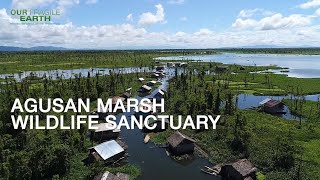 Our Fragile Earth S2E8 Agusan Marsh Wildlife Sanctuary amp Mabini Protected Landscape and Seascape [upl. by Inami715]