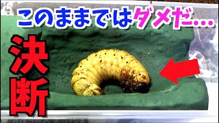 【ピンチ】人工蛹室へ移動します！ヘラクレスオオカブト飼育 [upl. by Wichman211]