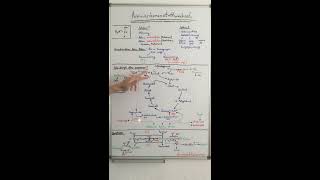 AMINOSÄURENSTOFFWECHSEL LEICHT GEMACHT  HARNSTOFFZYKLUS  Biochemie Now [upl. by Reinhardt]