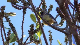 Bombycilla cedrorum  Ampelis Americano  Cedar Waxwing [upl. by Sucramat]