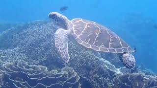 Hawksbill Sea Turtle Komodo Dragon National Park [upl. by Ahsineg]