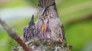 Annas Hummingbird Life Cycle [upl. by Favata]