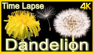 Dandelion Flower to Seed Head Time Lapse [upl. by Palila]