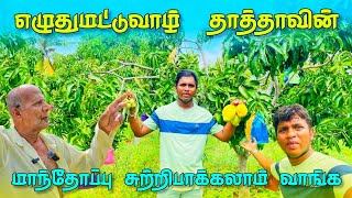 எழுதுமட்டுவாழ் தாத்தாவின் மாந்தோப்பு சுற்றிபாக்கலாம் வாங்கsrilankatamil farmingmango organic [upl. by Kelson]