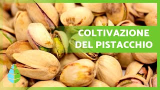 Come COLTIVARE PISTACCHI 🌱 Semina COLTIVAZIONE e Raccolta [upl. by Caton]