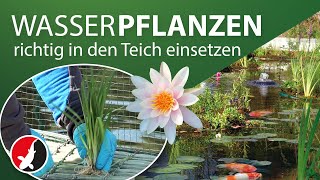 So werden Wasserpflanzen richtig in den Teich eingesetzt [upl. by Floyd872]