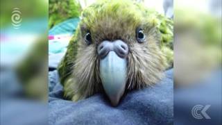 Kakapo breeding season off to a great start RNZ Checkpoint [upl. by Anileme206]