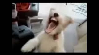 Dog laughing meme 🗿 dogmemes meme doglaughs [upl. by Agle99]