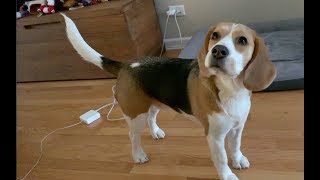 Adorable beagle listens carefully [upl. by Adrell]