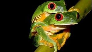 Breeding Red eye tree Frogs 153 eggs [upl. by Kcirrez]