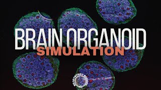 Brain Organoids Simulation 5D Mystery School 🕳️🐇 ai [upl. by Vincenty]