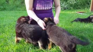 Les chiots berger allemand a souki [upl. by Stoneham]