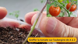 Comment greffer la Tomate sur lAubergine  Et pourquoi [upl. by Gerstein278]