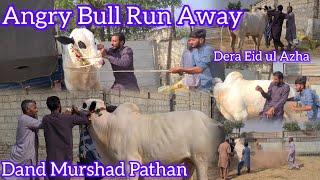 Angry Bull Unloading  Dand Murshad Pathan  Dera Eid ul Azha  Dand Run Away  Eid ul Azha Fun [upl. by Bergeman454]