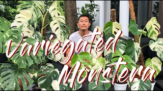 Variegated monstera care and propagation [upl. by Entruoc765]