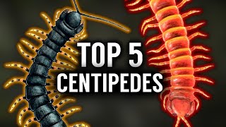 Top 5 BIGGEST Centipedes in the WORLD [upl. by Ecyor]