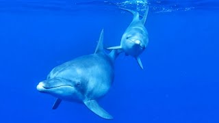 Georges Delerue  The Day of the Dolphin 【HD】 [upl. by Anaujit603]