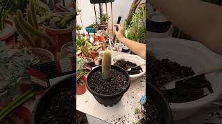 Succulent plant succulents plants cactus propagation homegarden tips care [upl. by Onibas405]