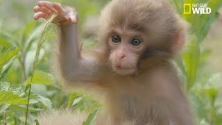 Léducation des petits macaques japonais [upl. by Yzdnil196]