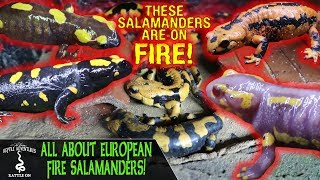 ALL ABOUT EUROPEAN FIRE SALAMANDERS [upl. by Vullo704]