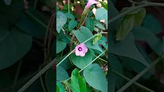 Ipomoea trilobaCommonly called as quotMorning Glory quot [upl. by Lindemann]