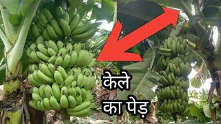 केले की खेती  केले की खेती कैसे होती है केले के पौधे को कैसे लगाते हैं how to grow banana plant [upl. by Yclehc]