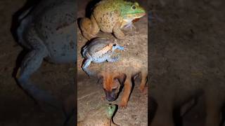 Catch the last big frog and puppy Hahaha  catch frogs challenge funny  Catch froggy frog funny [upl. by Aehsel]